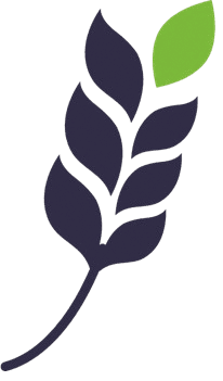 Grano de arroz