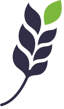 Grano de arroz